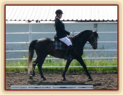 Rybíz na prvních závodech, opracování před drezurou