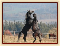 Rybíz a Monty si hrají. Olga Procházková