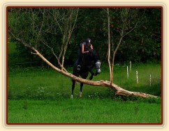 Jared a "průskok" stromem. Zatím jeden z nejtěžších terénních skoků u nás, skok je vysoký něco přes metr. Místo, kam se člověk musí trefit, je široké 1,5 metru:-)