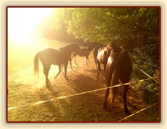 4.9.2011 - Stádo hřebců na pastvině v podvečerním slunci