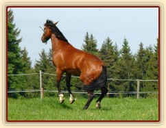 Bára chvilku po příchodu k nám, energie měla na rozdávání:-)