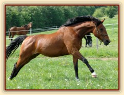 Bára chvilku po příchodu k nám, energie měla na rozdávání:-)