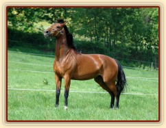 Bára chvilku po příchodu k nám, energie měla na rozdávání:-)