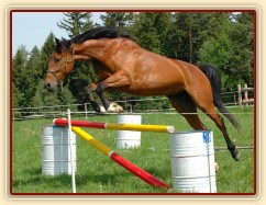 Bára při prvním skákání ve volnosti, květen 2011