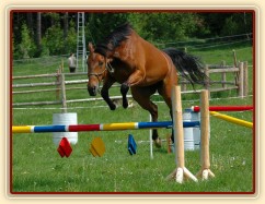 Bára při prvním skákání ve volnosti, květen 2011