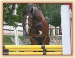 ZZV tříletých klisen 7.9.2011, skoková řada ve volnosti