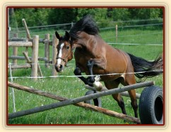 Skákání ve volnosti, květen 2011