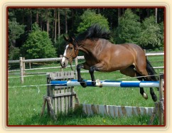 Skákání ve volnosti, květen 2011