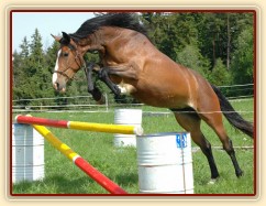 Skákání ve volnosti, květen 2011