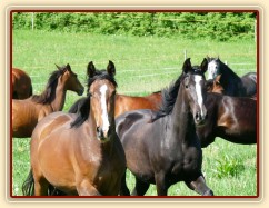 Na pastvině, červen 2011