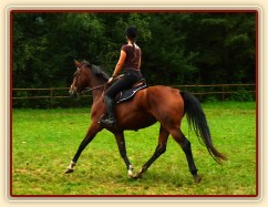 Bára na prvních závodech 27.8.2011 v Domažlicích, opracování před parkurem