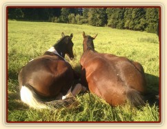 17.9.2011 - Odpočinek na pastvině, roční a dvouletý hřebec, čím blíže u sebe, tím jsme víc v bezpečí:-)