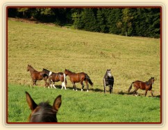 Stádo hřebců vyhlíží nové kamarády