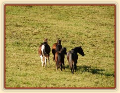 Mladší kluci se zatím o nově příchozí nezajímají.