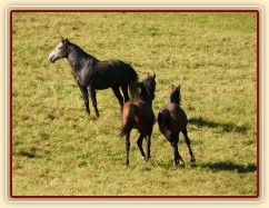 Dva noví přírůstci ve stádě, roční hřebečci Ramon a Zephyr