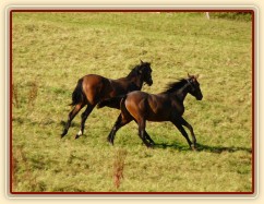 Dva noví přírůstci ve stádě, roční hřebečci Ramon a Zephyr