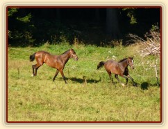 Dva noví přírůstci ve stádě, roční hřebečci Ramon a Zephyr