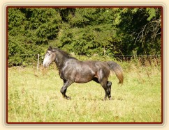 Čtyřletý lipický hřebec Rybíz musí mít vše pod kontrolou:-)