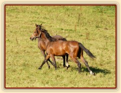 Dva noví přírůstci ve stádě, roční hřebečci Ramon a Zephyr