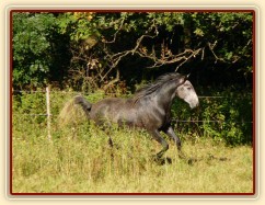 Čtyřletý lipický hřebec Rybíz musí mít vše pod kontrolou:-)