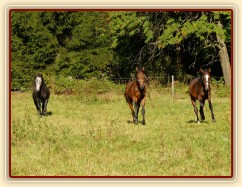 Čtyřletý lipický hřebec Rybíz musí mít nově příchozí pod kontrolou:-)