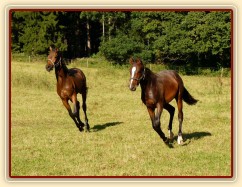 Dva noví přírůstci ve stádě, roční hřebečci Ramon a Zephyr