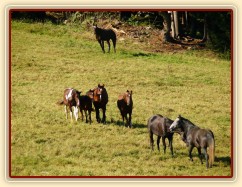 Stádo se jde podívat na nové kamarády