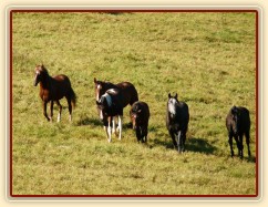 Stádo se jde podívat na nové kamarády