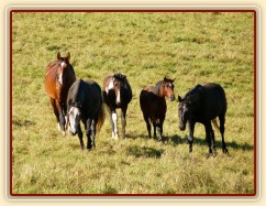 Stádo se jde podívat na nové kamarády