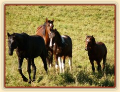 Stádo se jde podívat na nové kamarády