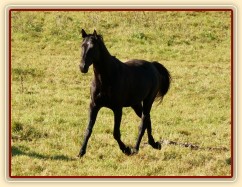 Čtyřletý trakénský hřebec Carthago musí být všude první:-)
