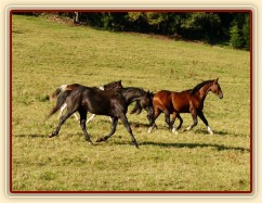 Čtyřletý trakénský hřebec Carthago si hlídá stádo
