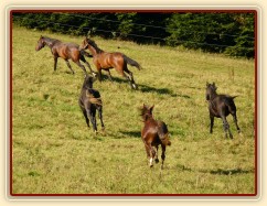 Všichni běží za novými příchozími