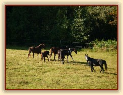 Stádo dělá, že je noví kluci nezajímají