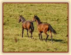 Dva noví přírůstci ve stádě, roční hřebečci Ramon a Zephyr