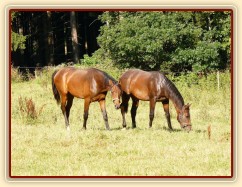 Dva noví přírůstci ve stádě, roční hřebečci Ramon a Zephyr