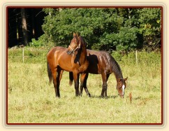 Dva noví přírůstci ve stádě, roční hřebečci Ramon a Zephyr