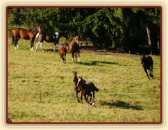 Všichni běží za novými příchozími