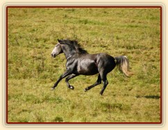 Čtyřletý lipický hřebec Rybíz si vzal nově příchozí na starost