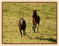 Dva noví přírůstci ve stádě, roční hřebečci Ramon a Zephyr