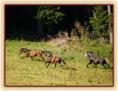 Čtyřletý lipický hřebec Rybíz si vzal nově příchozí na starost