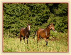 Dva noví přírůstci ve stádě, roční hřebečci Ramon a Zephyr