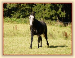 Čtyřletý lipický hřebec Rybíz si vzal nově příchozí na starost