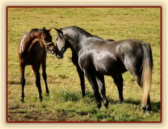 Čtyřletý lipický hřebec Rybíz se seznamuje s nově příchozími hřebečky