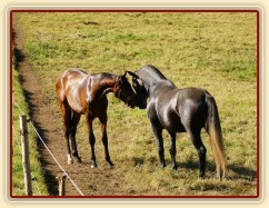 Čtyřletý lipický hřebec Rybíz a roční hanoverský hřebeček Ramon si začínají hrát...