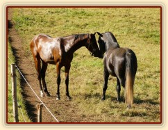Čtyřletý lipický hřebec Rybíz a roční hanoverský hřebeček Ramon si začínají hrát...