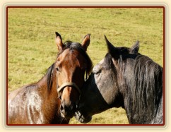 Čtyřletý lipický hřebec Rybíz a roční hanoverský hřebeček Ramon si začínají hrát...