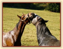 Čtyřletý lipický hřebec Rybíz a roční hanoverský hřebeček Ramon si začínají hrát...