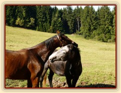 Čtyřletý lipický hřebec Rybíz a roční hanoverský hřebeček Ramon si začínají hrát...
