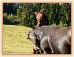 Čtyřletý lipický hřebec Rybíz a roční hanoverský hřebeček Ramon si začínají hrát...